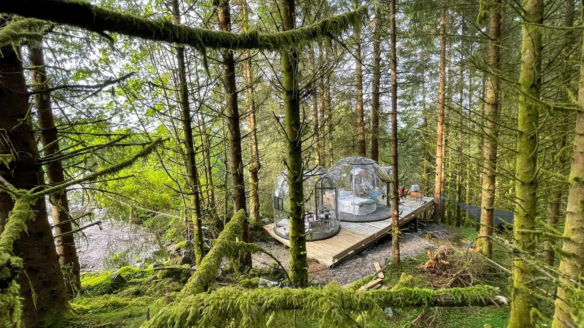 Magical Forest Haven Dome Appartement Bergen